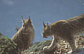  lynx,couple,félin 